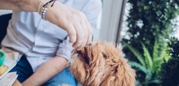 Защо е полезно да включим сладки картофи в менюто на кучето ни