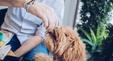 куче зеленчуци