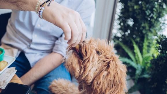 Защо е полезно да включим сладки картофи в менюто на кучето ни