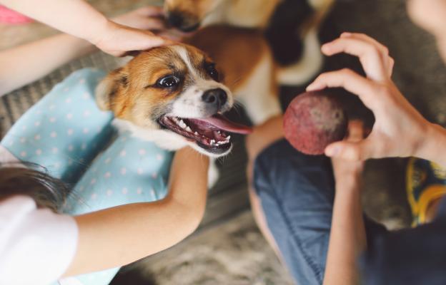 куче зеленчуци