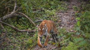 Непал започна мащабно преброяване на кралските бенгалски тигри