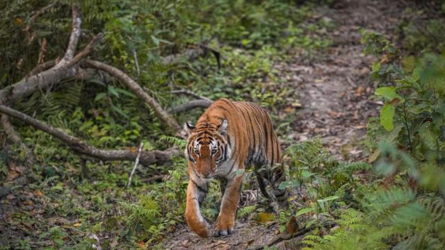 Непал започна мащабно преброяване на кралските бенгалски тигри