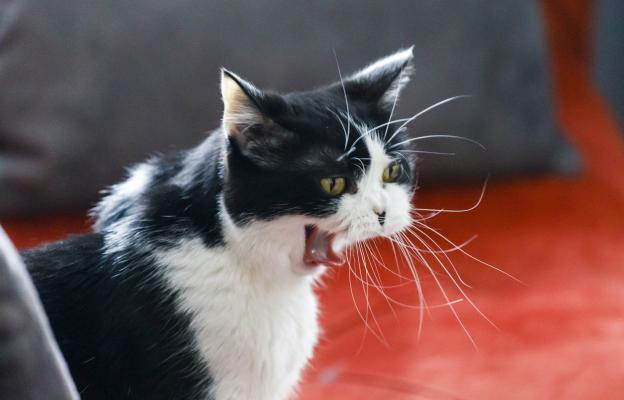 Котка съска