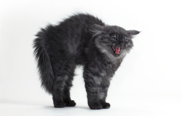 Котка съска