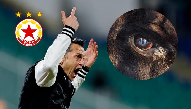 ЦСКА - ЦСКА - Звярът се събуди!