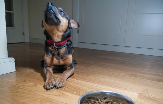 куче гранули