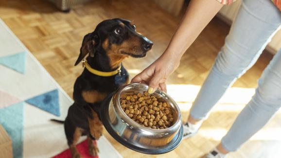 Кучето ми отказва да яде гранули, какво да правя?