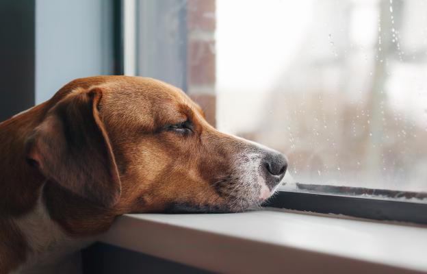 куче депресия