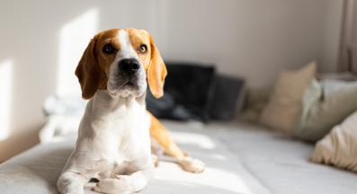 куче депресия