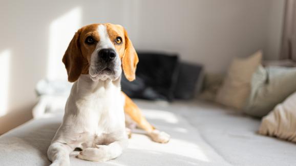 куче депресия