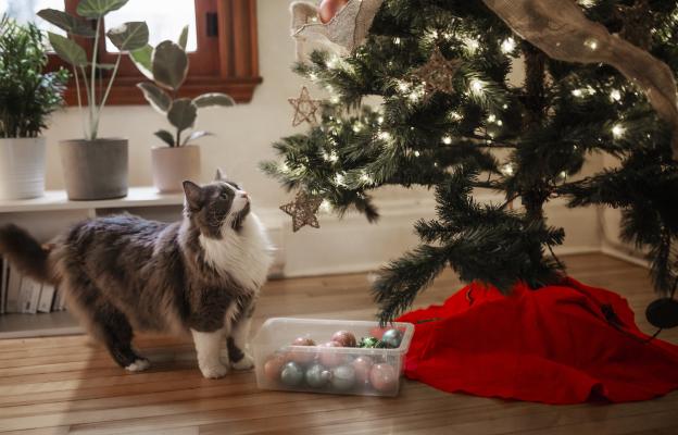Котка гледа елха