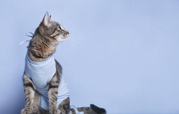 Подготвяне на котка за операция