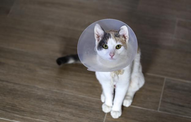 Подготвяне на котка за операция