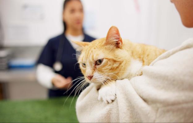 Подготвяне на котка за операция