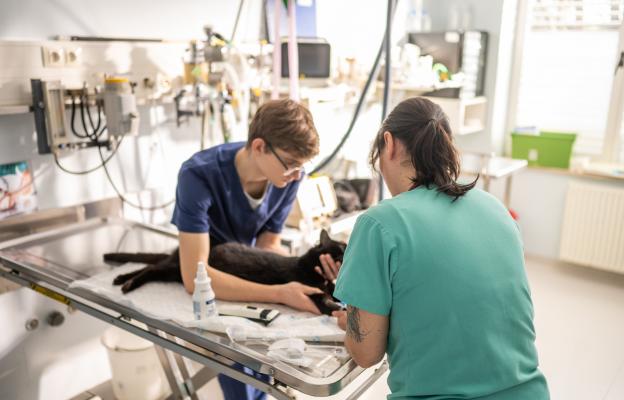 Подготвяне на котка за операция