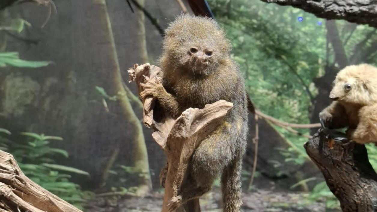 Коледна работилница и най-малката маймунка в света очакват децата в  Природонаучния музей в Пловдив