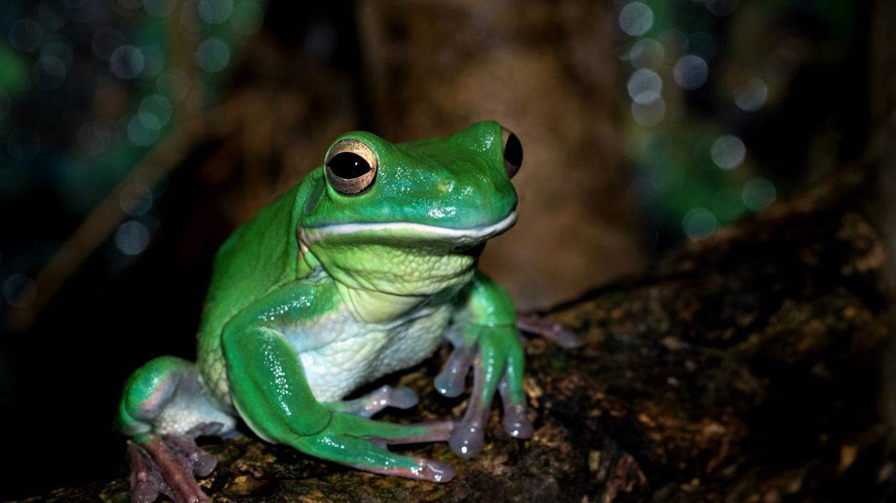 Японски учени откриха бактерия от жаби, която елиминира тумори при мишки