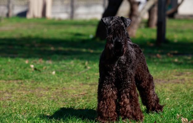 Кери Блу териер