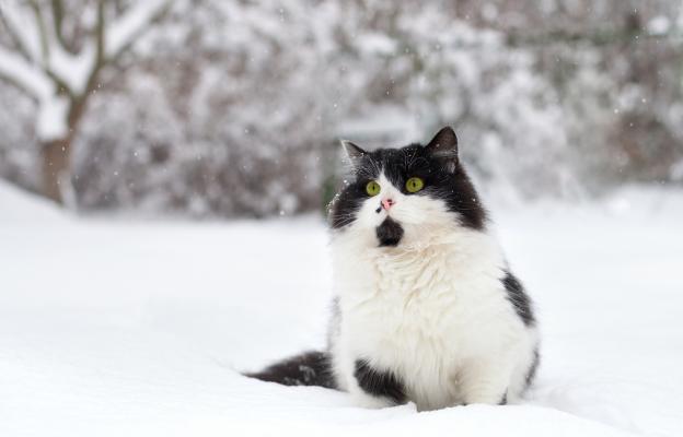 Котка през зимата