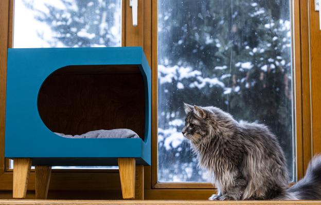 Котка през зимата