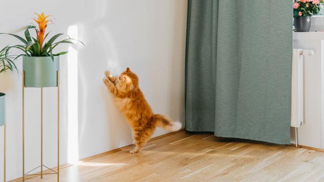 Тайната е разкрита - защо котката драска стените в къщата