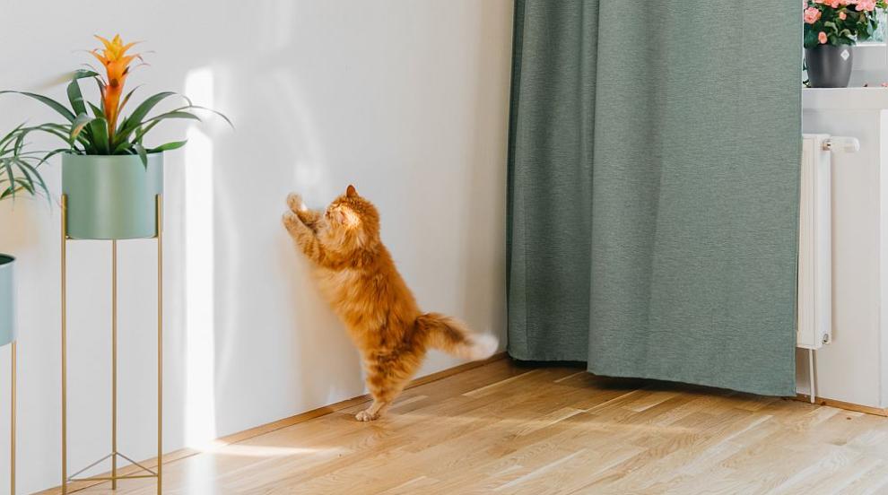 Тайната е разкрита - защо котката драска стените в къщата