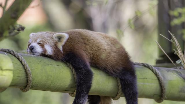 Докато летят, плуват и пазят малките си – как животните успяват да спят