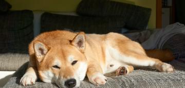 13 упорити породи кучета, които не могат да стоят далеч от мебелите