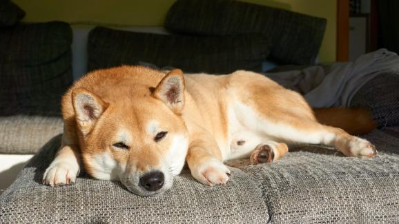 13 упорити породи кучета, които не могат да стоят далеч от мебелите