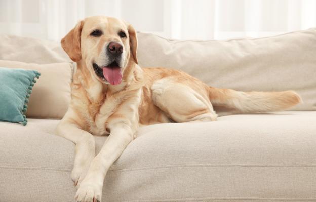 куче диван