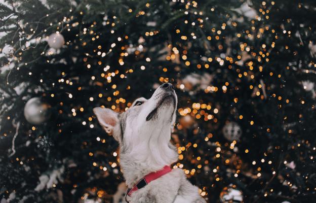 куче Коледа