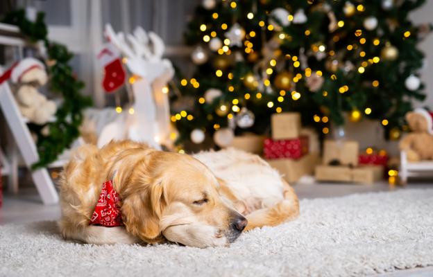 куче Коледа