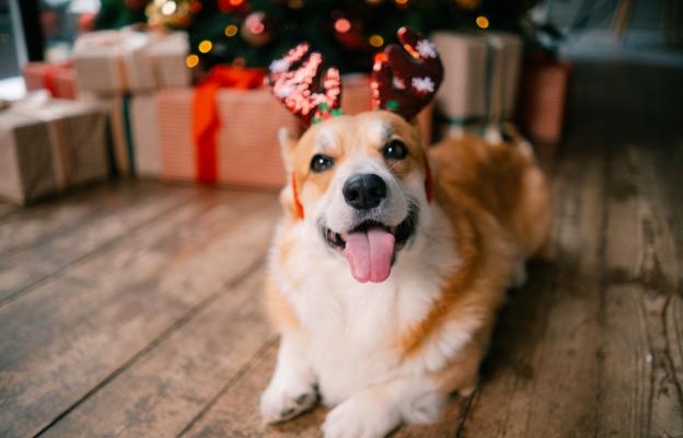 куче Коледа