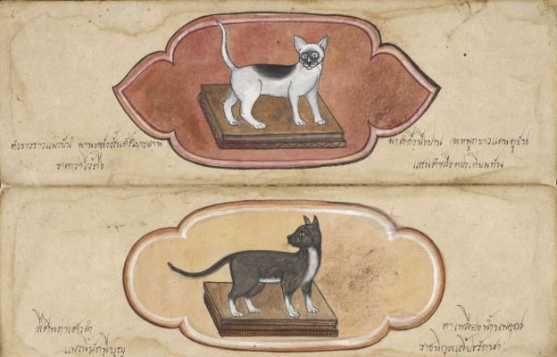 Тайланска котка