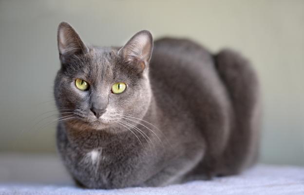 Тайланска котка