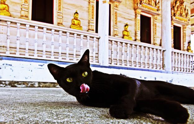 Тайланска котка