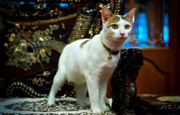 Тайланска котка