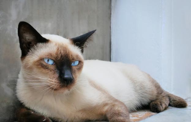 Тайланска котка