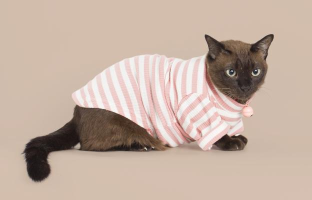 Тайланска котка