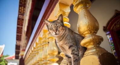 Тайланска котка 10