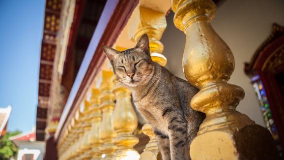 Тайланска котка 10