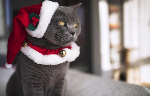 Котка по време на коледни празници