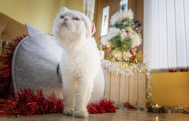 Котка по време на коледни празници