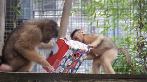 Приматите в столичния зоопарк получиха коледни подаръци Това се посочва