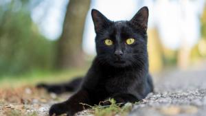 В Англия котка най накрая се събра отново със семейството