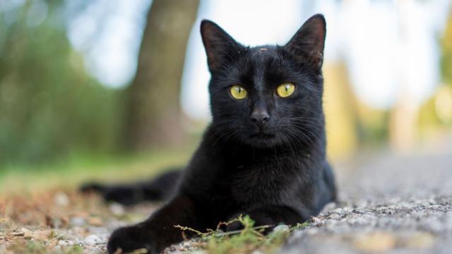 Коледно чудо в Англия: Котка, изчезнала преди 5 години, се върна при семейството си