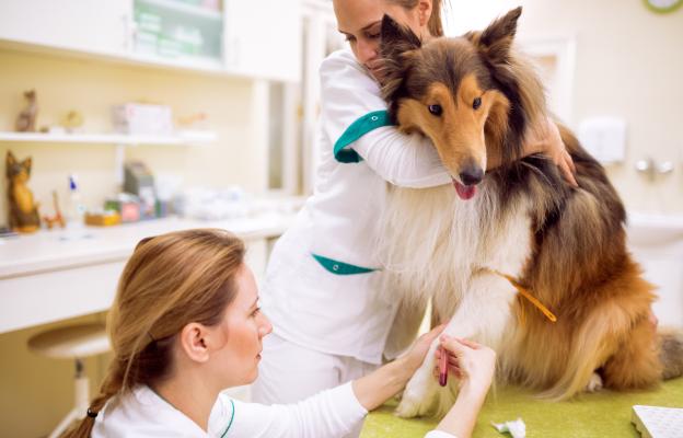 куче кръв донор