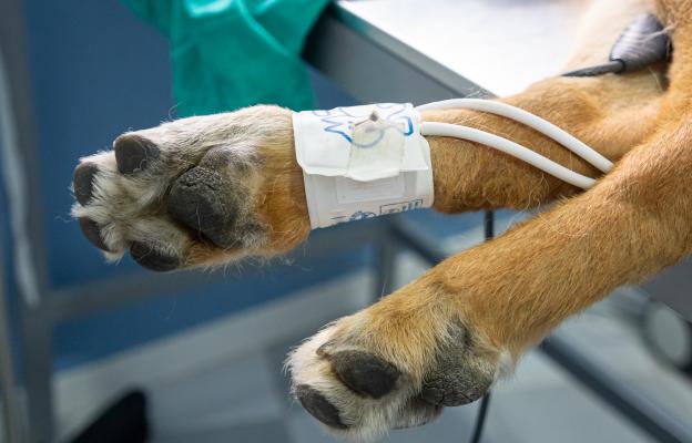 куче кръв донор