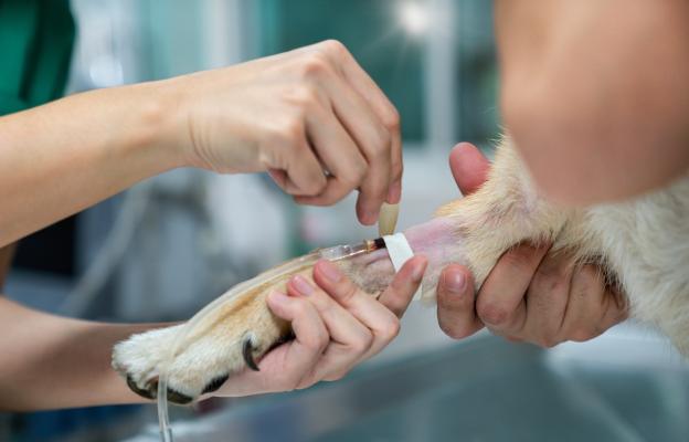 куче кръв донор