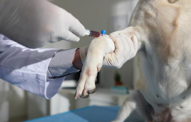 куче кръв донор